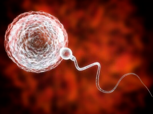 artificial insemination